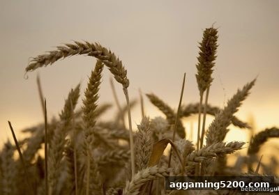 博彩平台优惠深度解析：RTG电子签到福利活动全攻略
